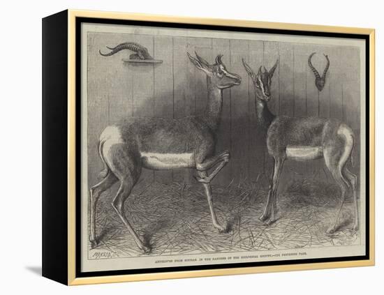 Antelopes from Soudan, in the Gardens of the Zoological Society-null-Framed Premier Image Canvas