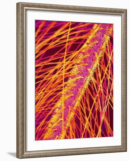 Antenna of a Midge Fly-Micro Discovery-Framed Photographic Print