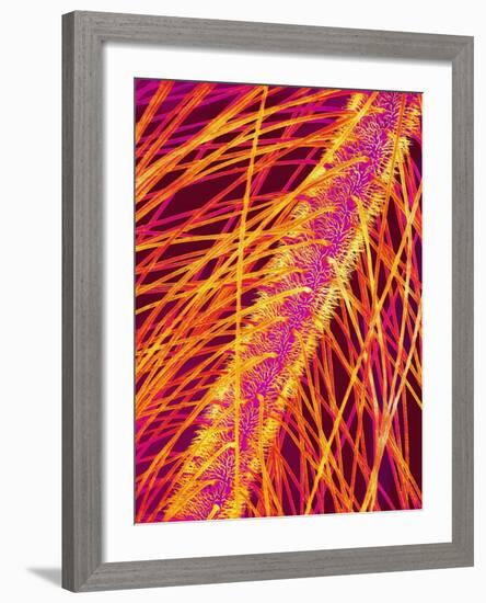 Antenna of a Midge Fly-Micro Discovery-Framed Photographic Print