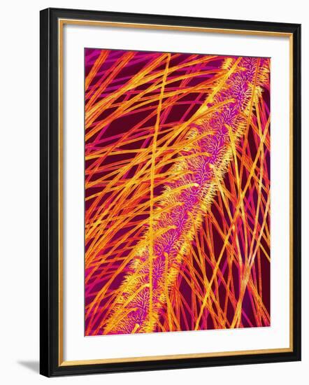 Antenna of a Midge Fly-Micro Discovery-Framed Photographic Print