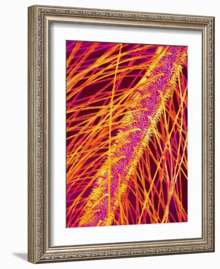 Antenna of a Midge Fly-Micro Discovery-Framed Photographic Print