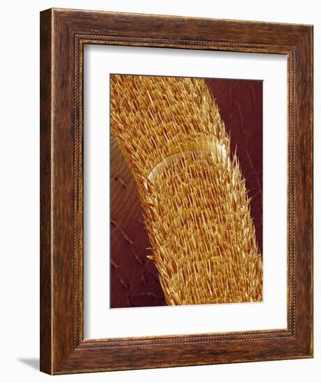 Antenna of ant-Micro Discovery-Framed Photographic Print