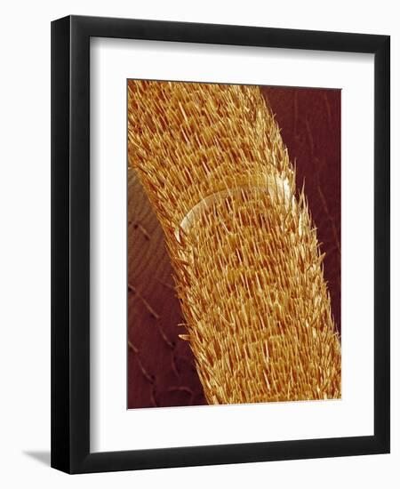 Antenna of ant-Micro Discovery-Framed Photographic Print