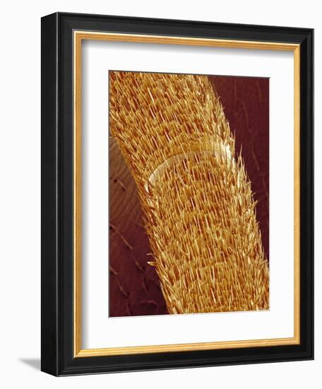 Antenna of ant-Micro Discovery-Framed Photographic Print