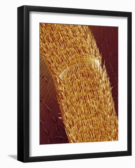 Antenna of ant-Micro Discovery-Framed Photographic Print