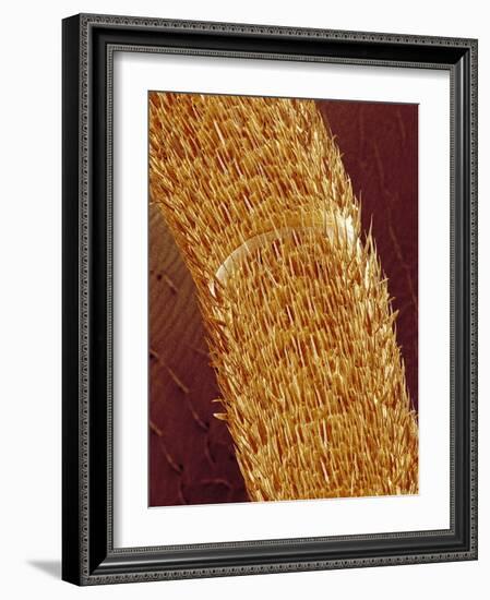 Antenna of ant-Micro Discovery-Framed Photographic Print