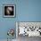 Antennae Galaxies, HST Image-null-Framed Premium Photographic Print displayed on a wall