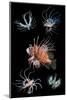 Antennata lionfish composite image, Indo-Pacific-Georgette Douwma-Mounted Photographic Print