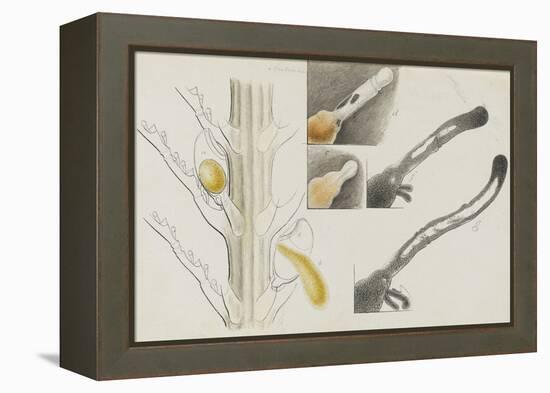 Antennularia: Hydrozoan-Philip Henry Gosse-Framed Premier Image Canvas