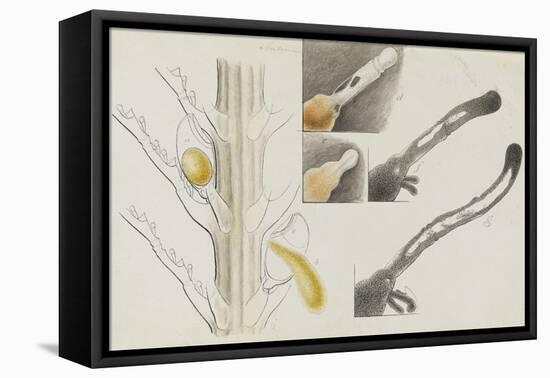 Antennularia: Hydrozoan-Philip Henry Gosse-Framed Premier Image Canvas