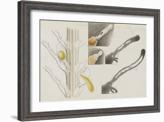 Antennularia: Hydrozoan-Philip Henry Gosse-Framed Giclee Print