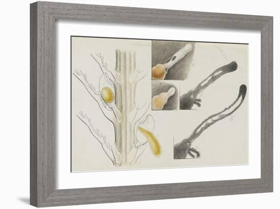 Antennularia: Hydrozoan-Philip Henry Gosse-Framed Giclee Print