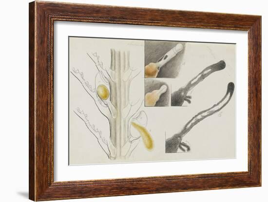 Antennularia: Hydrozoan-Philip Henry Gosse-Framed Giclee Print