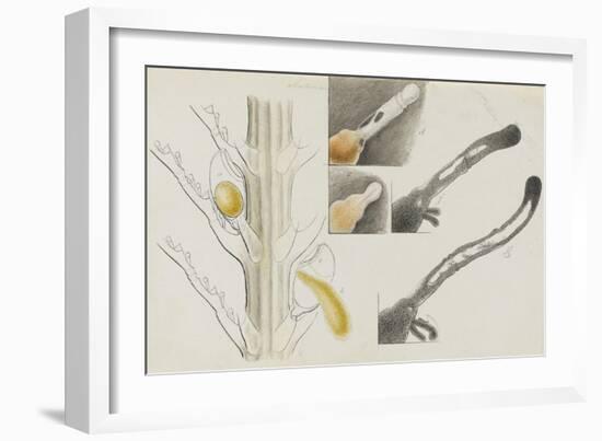 Antennularia: Hydrozoan-Philip Henry Gosse-Framed Giclee Print