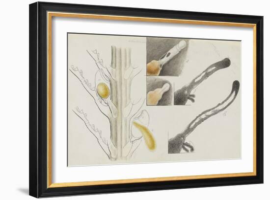 Antennularia: Hydrozoan-Philip Henry Gosse-Framed Giclee Print