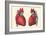 Anterior and Posterior Views of the Heart-Found Image Press-Framed Giclee Print