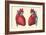 Anterior and Posterior Views of the Heart-Found Image Press-Framed Giclee Print