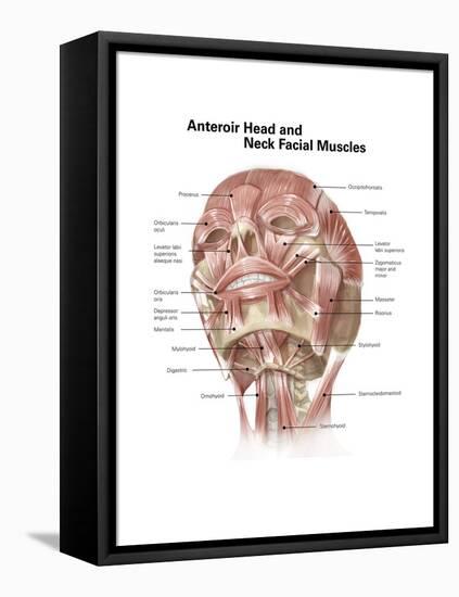 Anterior Neck and Facial Muscles of the Human Head (With Labels)-null-Framed Stretched Canvas