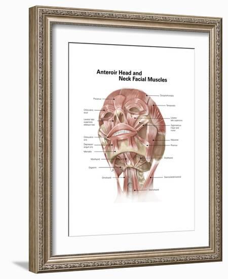 Anterior Neck and Facial Muscles of the Human Head (With Labels)-null-Framed Premium Giclee Print