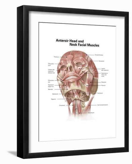 Anterior Neck and Facial Muscles of the Human Head (With Labels)-null-Framed Premium Giclee Print