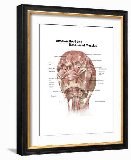 Anterior Neck and Facial Muscles of the Human Head (With Labels)-null-Framed Premium Giclee Print