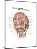 Anterior Neck and Facial Muscles of the Human Head (With Labels)-null-Mounted Art Print