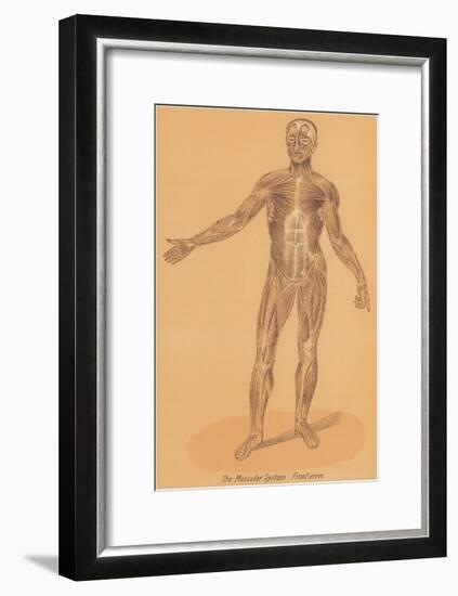 Anterior View of Human Musculature-null-Framed Art Print