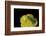 Anthaxia Hungarica (Jewel Beetle)-Paul Starosta-Framed Photographic Print