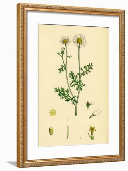 Anthemis Cotula Stinking Mayweed-null-Framed Giclee Print