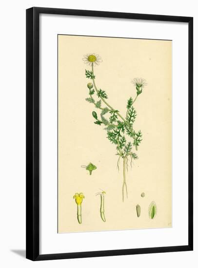 Anthemis Nobilis Common Chamomile-null-Framed Giclee Print