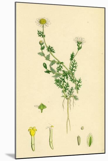 Anthemis Nobilis Common Chamomile-null-Mounted Giclee Print