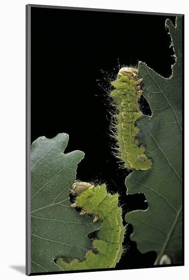 Antheraea Pernyi (Chinese Oak Silkmoth) - Caterpillars Feeding on Leaves-Paul Starosta-Mounted Photographic Print