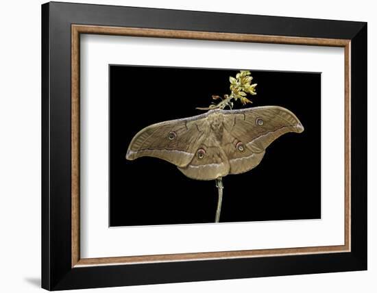 Antheraea Pernyi (Chinese Oak Silkmoth)-Paul Starosta-Framed Photographic Print