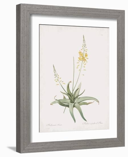 Anthericum Alooides-Pierre Joseph Redoute-Framed Giclee Print