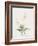 Anthericum Alooides-Pierre Joseph Redoute-Framed Giclee Print