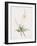 Anthericum Alooides-Pierre Joseph Redoute-Framed Giclee Print