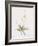 Anthericum Alooides-Pierre Joseph Redoute-Framed Giclee Print