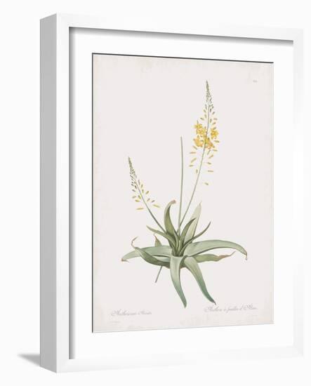 Anthericum Alooides-Pierre Joseph Redoute-Framed Giclee Print