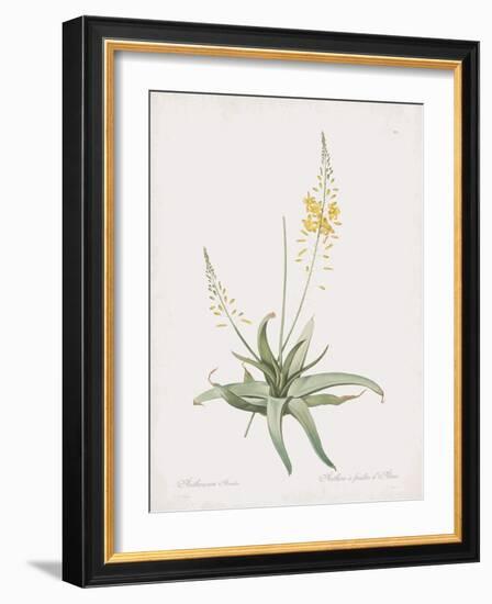 Anthericum Alooides-Pierre Joseph Redoute-Framed Giclee Print