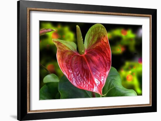 Antherium-Don Spears-Framed Art Print