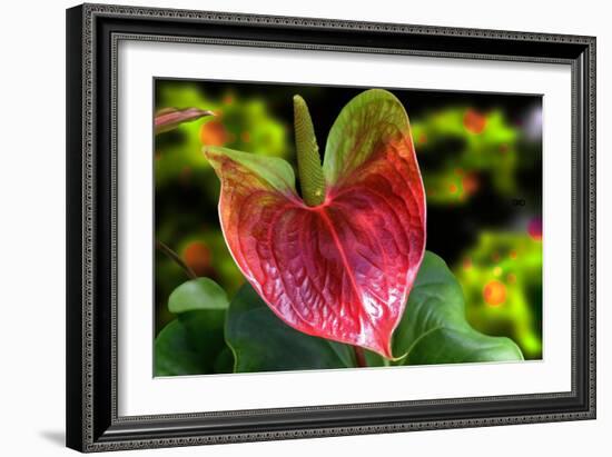 Antherium-Don Spears-Framed Art Print