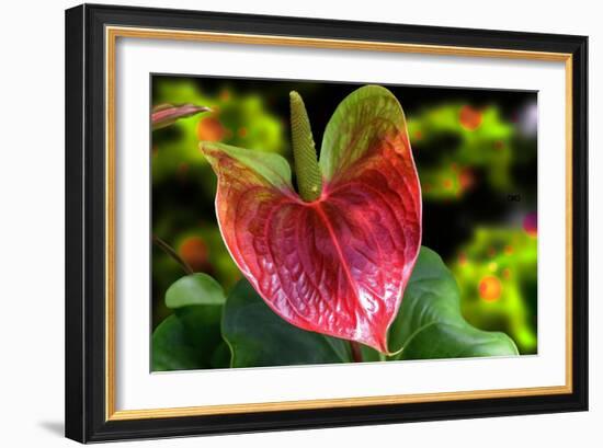 Antherium-Don Spears-Framed Art Print