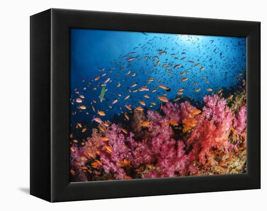 Anthias Fish And Soft Corals, Fiji, Pacific Ocean-Stocktrek Images-Framed Premier Image Canvas