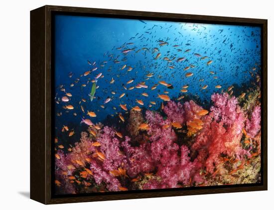 Anthias Fish And Soft Corals, Fiji, Pacific Ocean-Stocktrek Images-Framed Premier Image Canvas