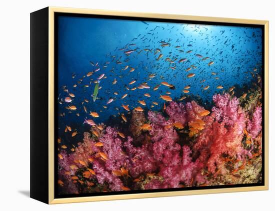 Anthias Fish And Soft Corals, Fiji, Pacific Ocean-Stocktrek Images-Framed Premier Image Canvas