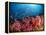 Anthias Fish And Soft Corals, Fiji, Pacific Ocean-Stocktrek Images-Framed Premier Image Canvas