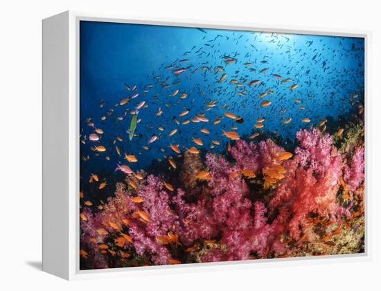 Anthias Fish And Soft Corals, Fiji, Pacific Ocean-Stocktrek Images-Framed Premier Image Canvas