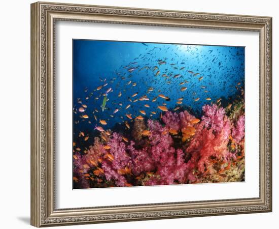 Anthias Fish And Soft Corals, Fiji, Pacific Ocean-Stocktrek Images-Framed Photographic Print