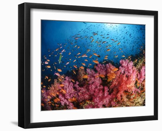 Anthias Fish And Soft Corals, Fiji, Pacific Ocean-Stocktrek Images-Framed Photographic Print