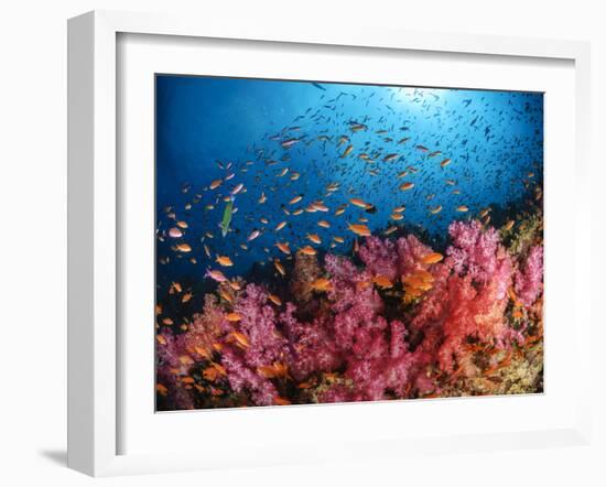 Anthias Fish And Soft Corals, Fiji, Pacific Ocean-Stocktrek Images-Framed Photographic Print
